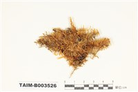 藏品(灰苔科)的圖片